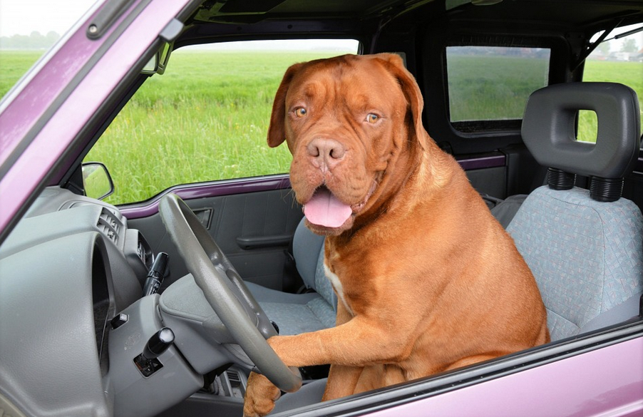 driving dog